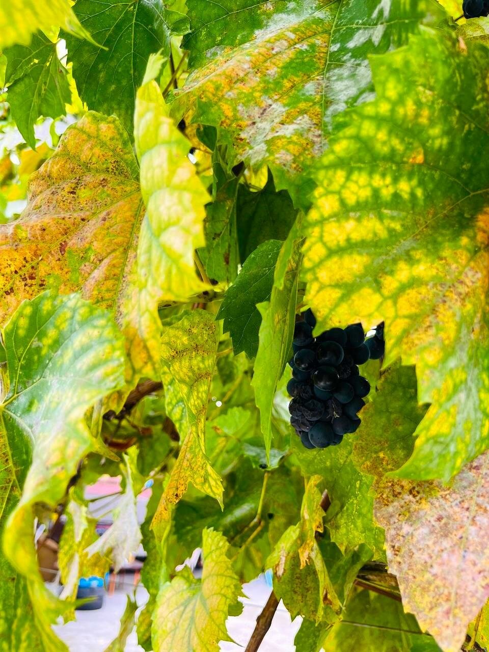 Гостиница Гермес Сочи-88