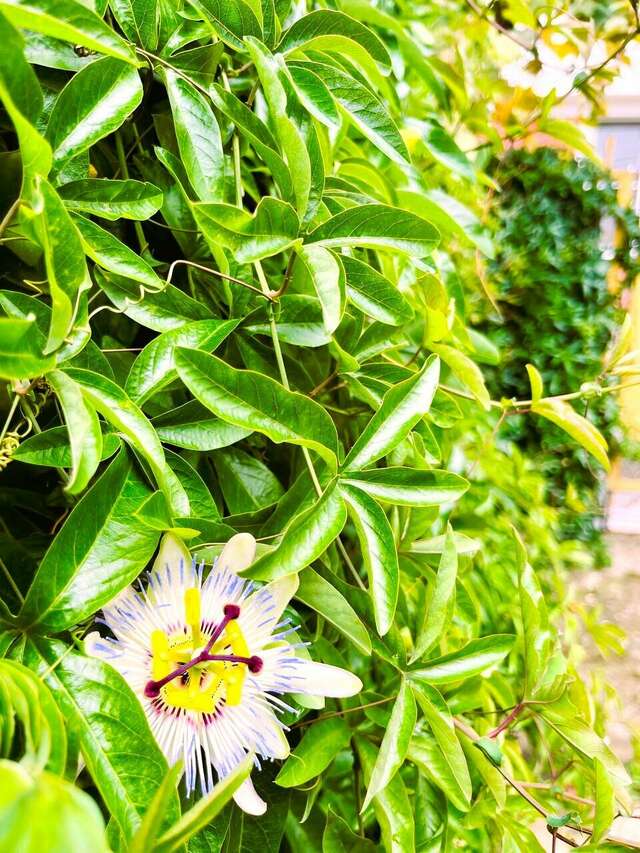 Гостиница Гермес Сочи-44