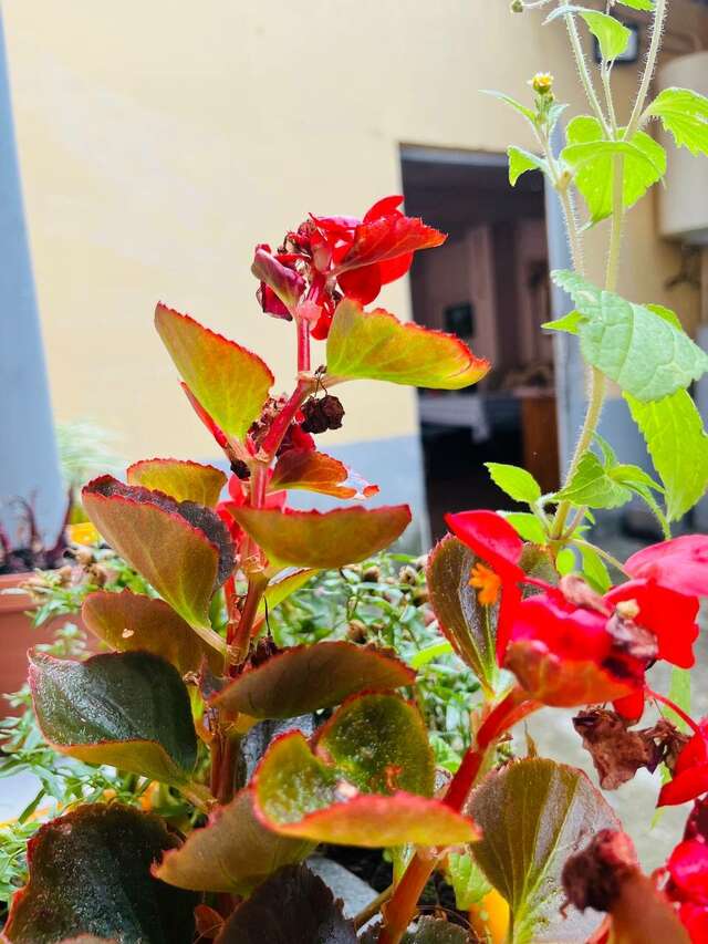 Гостиница Гермес Сочи-71